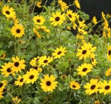 ZADEN kleinbloemige Zonebloem / Helianthus debilis geel