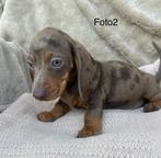Prachtige teckel pups, Dieren en Toebehoren, Honden | Teckels en Dashonden, Standaard, Rabiës (hondsdolheid), Reu, 8 tot 15 weken