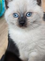 2 Ragdolls kittens zoeken gouden mandje, Dieren en Toebehoren, Katten en Kittens | Raskatten | Langhaar, Poes, Gechipt, 0 tot 2 jaar