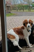 Kooiker pups -kruising Australian Sheperd, Dieren en Toebehoren, Overige rassen, 8 tot 15 weken, Meerdere, Meerdere dieren