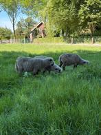 Hampshire down, Dieren en Toebehoren, Schapen, Geiten en Varkens, Meerdere dieren, Schaap