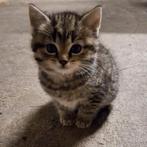 Lieve kittens, Kater, Kortharig