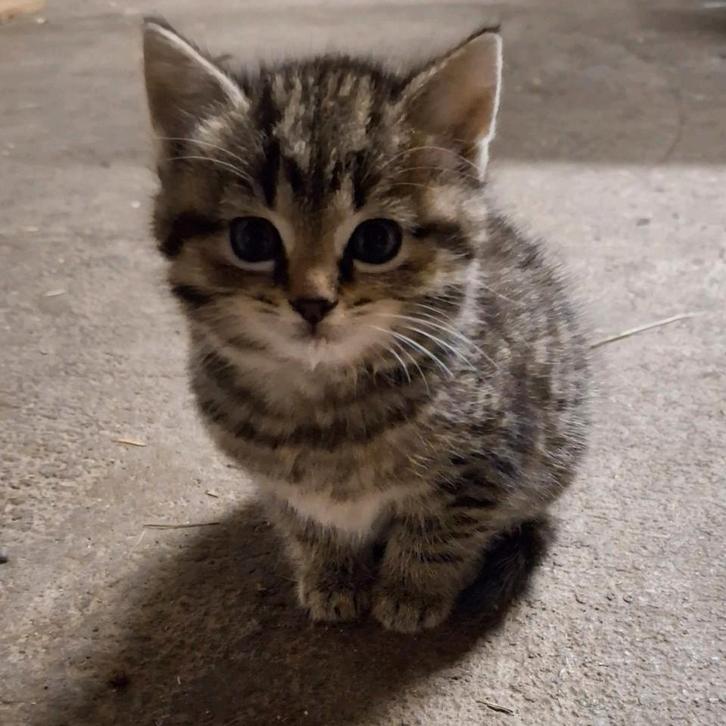 Lieve kittens, Dieren en Toebehoren, Katten en Kittens | Overige Katten, Kortharig, Kater