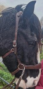 NIEUW bitloos hoofdstel bruin sidepull Edix Cob, Dieren en Toebehoren, Paarden en Pony's | Hoofdstellen en Tuigage, Ophalen of Verzenden