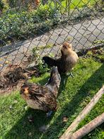 Antwerpse baardkrielen., Dieren en Toebehoren, Meerdere dieren, Kip