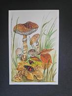 Oude Paddenstoelen Ansichtkaart, Verzamelen, Verzenden, 1980 tot heden, Gelopen