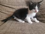 Kittens ragdoll kruising half lang haar, Dieren en Toebehoren, Katten en Kittens | Overige Katten, Meerdere dieren