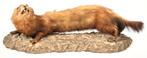 Fret  taxidermie, Verzamelen, Dierenverzamelingen, Ophalen of Verzenden, Zo goed als nieuw, Wild dier, Opgezet dier