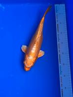 Doitsu Mizuho ogon, Karper of Koi