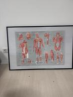 Anatomie Posters - Spieren & Skelet, Ophalen, 50 tot 75 cm, Zo goed als nieuw, 75 tot 100 cm