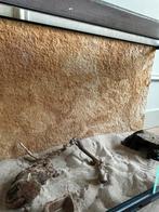 Terrarium (nooit gebruikt), Ophalen, Nieuw, Terrarium of Paludarium