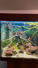 Vissen bestant te koop, Ophalen of Verzenden, Zo goed als nieuw, Gevuld zoetwateraquarium