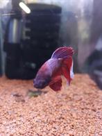 Betta's, Dieren en Toebehoren, Vis, Zoetwatervis