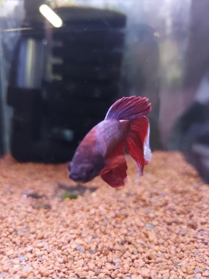 Betta's, Dieren en Toebehoren, Vissen | Aquariumvissen, Zoetwatervis, Vis