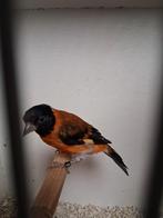 Mooie kapoetsensijs man, Dieren en Toebehoren, Mannelijk, Geringd