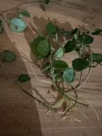 Hoya Mathilde, Tuin en Terras, Planten | Struiken en Hagen, Ophalen of Verzenden, Overige soorten, Minder dan 100 cm