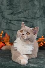 Fawn tortie British Shorthair DBE program (r 03), Kater, Gechipt, 0 tot 2 jaar