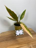 Philodendron Caramel Marble Variegata #1