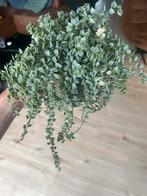 Dischidia Ruscifolia Variegata (million hearts variegated), Huis en Inrichting, Ophalen of Verzenden, Zo goed als nieuw