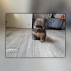 PomChi pups, Dieren en Toebehoren, Rabiës (hondsdolheid), Overige rassen, 8 tot 15 weken, Meerdere