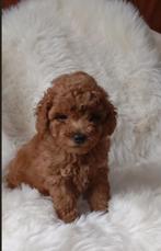 Schitterende toy poedel pup(s)!, Dieren en Toebehoren, Poedel, 8 tot 15 weken, Eén hond, Nederland