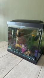 Compleet Aquarium met toebehoren!!, Ophalen, Zo goed als nieuw, Gevuld zoetwateraquarium