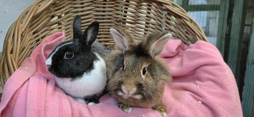 Konijnenkoppel SAAR & TOMMY uit de opvang zoeken een tehuis, Dieren en Toebehoren, Konijnen, Dwerg, Meerdere dieren