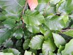 75 Groene Beukenhaag 100-125 cm – Fagus sylvatica, Ophalen, Beukenhaag, Haag, 100 tot 250 cm