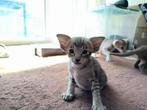 Prachtige Oosters Kortharige Kittens!, Dieren en Toebehoren, Katten en Kittens | Raskatten | Korthaar, Meerdere dieren