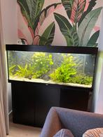 Juwel Aquarium Rio 240 - overcompleet!, Dieren en Toebehoren, Vissen | Aquaria en Toebehoren, Ophalen, Gebruikt, Gevuld zoetwateraquarium