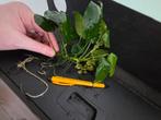 Anubias Aquariumplant, Ophalen, Zo goed als nieuw, Plant(en), Steen of Hout