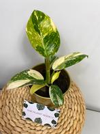 Philodendron Green Congo Marble Variegata P9 Sellers Choice, Huis en Inrichting, Kamerplanten, Ophalen of Verzenden, Overige soorten