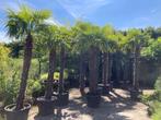 Palmbomen (verschillende hoogtes verkrijgbaar), Tuin en Terras, Planten | Bomen, 100 tot 250 cm, Zomer, Palmboom, Ophalen