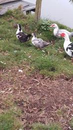 Twee jonge muskuseenden te koop, Dieren en Toebehoren, Geslacht onbekend, Eend