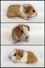 Crème-wit bont gladhaar zeugje, Dieren en Toebehoren, Cavia, Vrouwelijk, Tam, Oktober