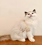 Ragdoll kitten / geteste ouders / geholpen / stamboom, Meerdere dieren, Langharig, 0 tot 2 jaar