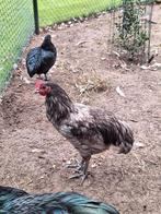 Mooie, jonge Australorp haan, Dieren en Toebehoren, Mannelijk, Kip