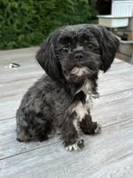 Lieve, kleine, boomer te koop, Dieren en Toebehoren, Honden | Chihuahua's en Gezelschapshonden, Overige rassen, Teef, Eén hond