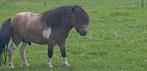 Valkbont mini dekhengstje <nieuwe advertentie, Dieren en Toebehoren, Niet van toepassing, Hengst, A pony (tot 1.17m), Recreatiepony