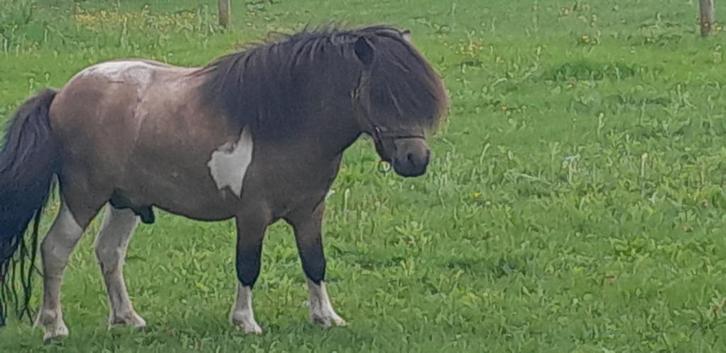 Valkbont hengstje mini dekhengstje <nieuwe advertentie, Dieren en Toebehoren, Pony's, Hengst, Niet van toepassing, A pony (tot 1.17m)