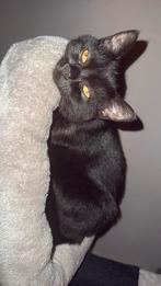 Lieve half perziche/europese korthaar kitten, Dieren en Toebehoren, Katten en Kittens | Overige Katten, Poes, Kortharig, 0 tot 2 jaar