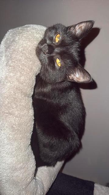 Lieve half perziche/europese korthaar kitten beschikbaar voor biedingen