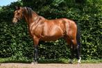 te koop: interessante fokmerrie  uit sportrijke stam, Dieren en Toebehoren, Paarden, Merrie, Gechipt, Dressuurpaard, L