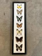 Opgezette vlinders in lijst, Ophalen of Verzenden, Zo goed als nieuw, Insect, Opgezet dier