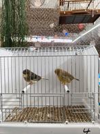 Gloster canaries, Dieren en Toebehoren, Mannelijk, Postuurkanarie