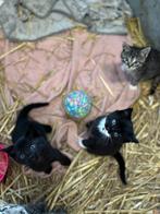 Kittens, Dieren en Toebehoren, Meerdere dieren, Kortharig, 0 tot 2 jaar