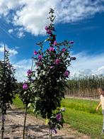 Hirbiscus boompjes, Ophalen of Verzenden, Volle zon, Overige soorten, Minder dan 100 cm