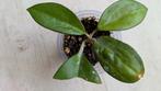 Hoya icensis 023, Ophalen of Verzenden, Halfschaduw, Minder dan 100 cm