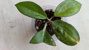 Hoya icensis 023

 beschikbaar voor biedingen
