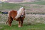 Gezocht: pony om te verzorgen en mee te wandelen (Almere), Dieren en Toebehoren, Stalling en Weidegang